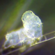 Illustration for article titled Indestructible Water Bears Have a Genome That Is Seriously Weird